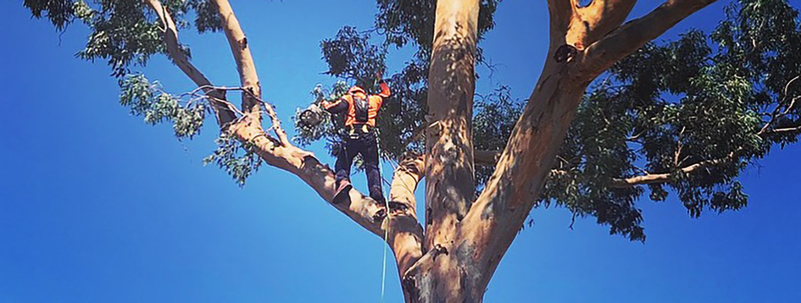 Expert Tree Climbing