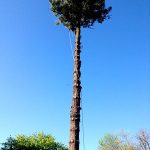 Large-Tree-Removal